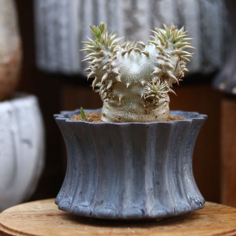 パキポディウム  恵比寿大黒 / Pachypodium  Densicaule    no.31935