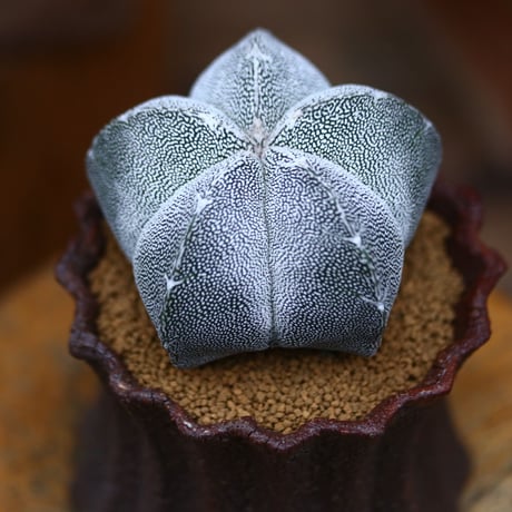アストロフィツム  恩塚ランポー玉 ／Astrophytum myriostigma cv.　no.80718