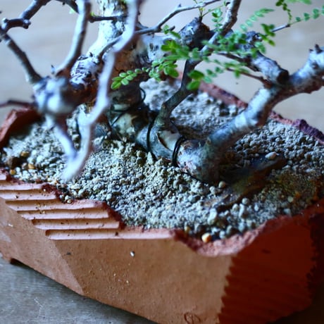 コミフォラ モンストローサ   Commiphora monstrosa   no.81650