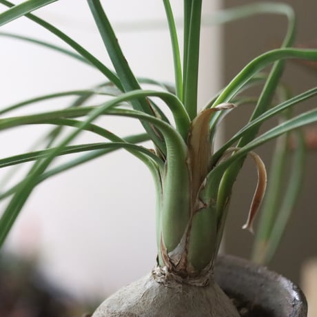 beaucarnea gracilis × YAMABACHI var.六本芽   no.51929