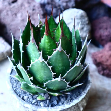 アガベ ホリダ   Agave horrida   no.32229