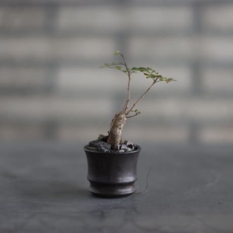 Operculicarya decaryi × takero pot (2号)  no.907-48