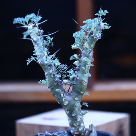 サルコカウロン ヘレー／Sarcocaulon herrei    no.122698