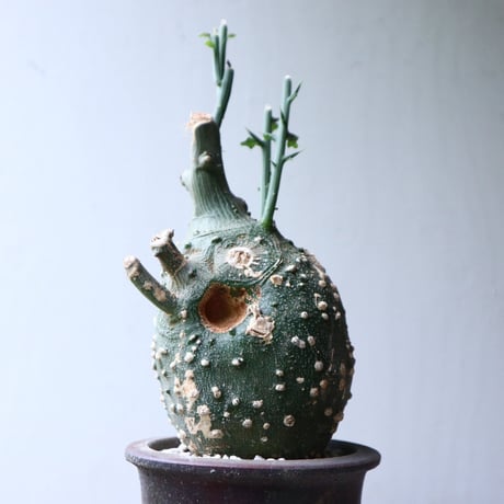 アデニア  グロボーサ      Adenia globosa       no.90813