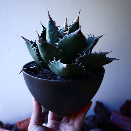 アガベ チタノタ    Agave titanota     no.33212