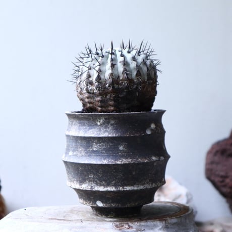 コピアポア 孤竜丸    Copiapoa cinerea var. columna-alba   no.90130
