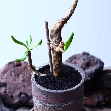 チレコドン    パニクラータ   阿房宮  挿木  Tylecodon paniculatum  no.22316