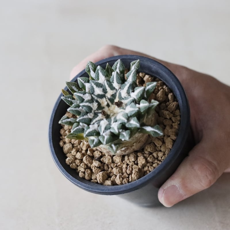 レア 羅本製所 龜甲牡丹君 黒金Ariocarpus 希少 Ariocarpus kotschoubeyanus / 黒牡丹 (3号鉢) no.913/