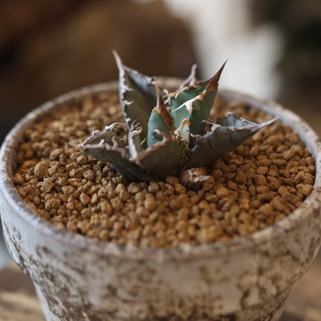 Agave titanota"FO-076"× YAMABACHI var. takero pot 　no.81889