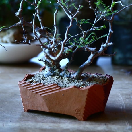 コミフォラ モンストローサ   Commiphora monstrosa   no.81650