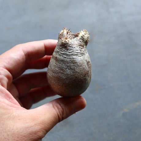 パキポディウム グラキリス 抜苗  Pachypodium rosulatum var. gracilius no.92901
