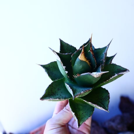アガベ   チタノタ 　 Agave  titanota   no.41217