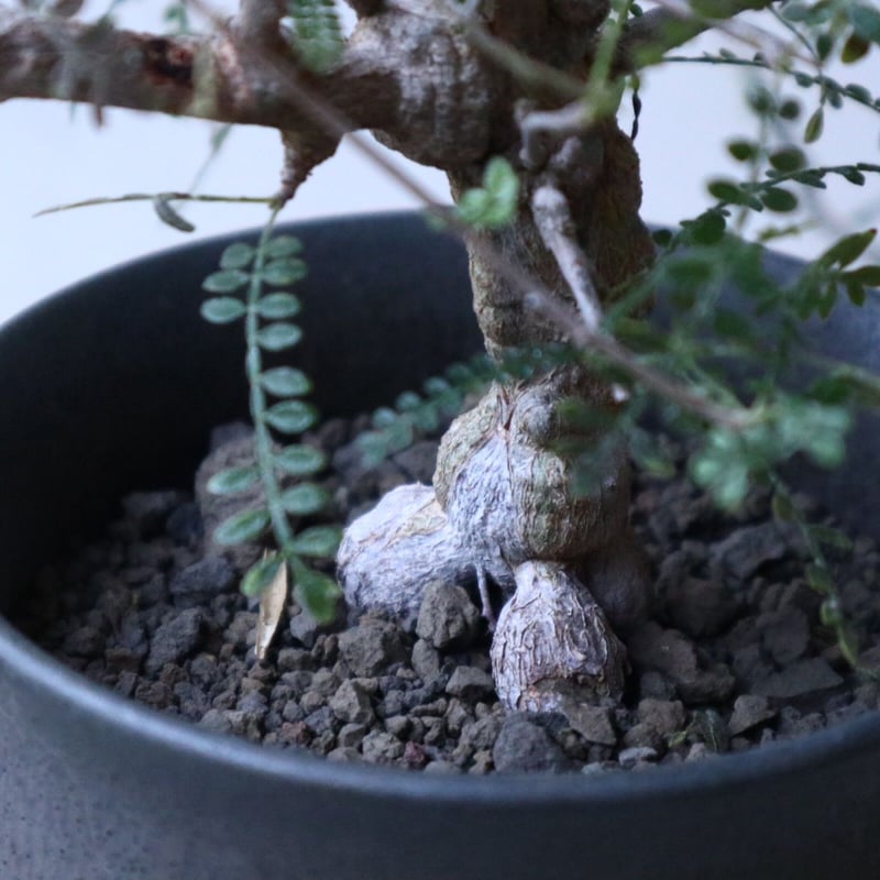 オペルクリカリア ヒファエノイデス Operculicarya hyphaeno