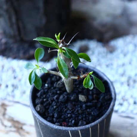 フォークイエリア フォルモサ    Fouquieria formosa   no.72810