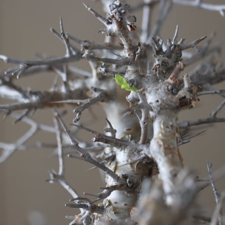 Commiphora wightii × soso   no.51239
