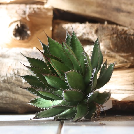 U.S. horrida -By the way (Agave horrida) / Style of Chika　no.1203-9
