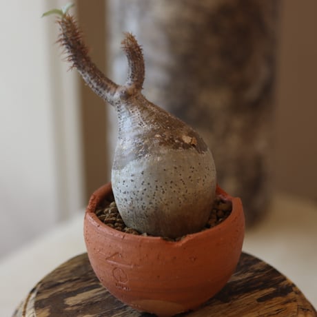 Pachypodium gracilius × N/OH  no.82546