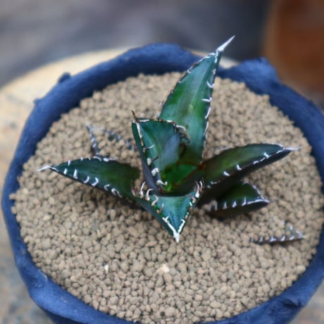 アガベ  レッドキャットウィールズ ／Agave titanota"Red Catweezle”  no.80783