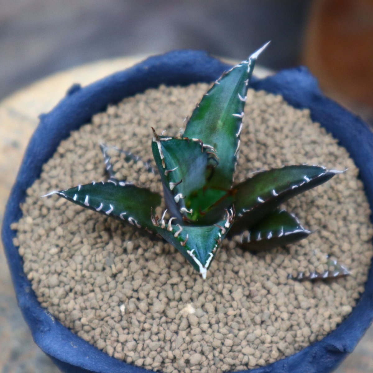 アガベ レッドキャットウィールズ /Agave titanota アガベ レッドキャットウィールズ /Agave titanota