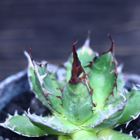 アガベ ホリダ    Agave horrida     no.30616