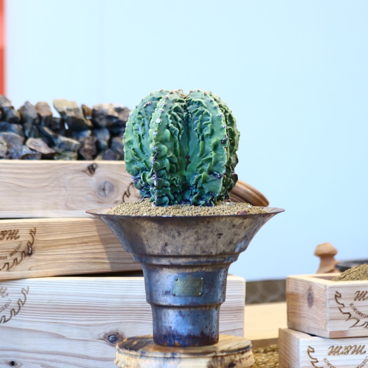 Astrophytum 複隆ランポー玉 × M&M no.107130 | 芽の巣山