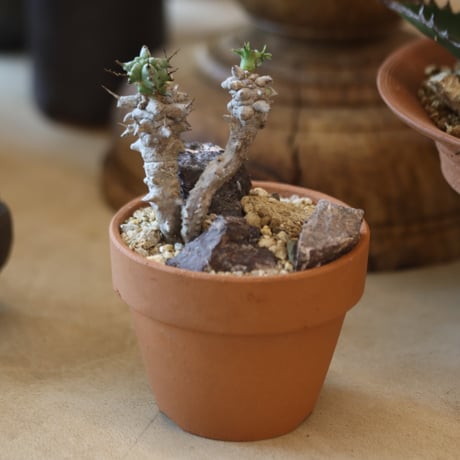 Euphorbia horrida f. monstruosa × YAMABACHI  no.117-35