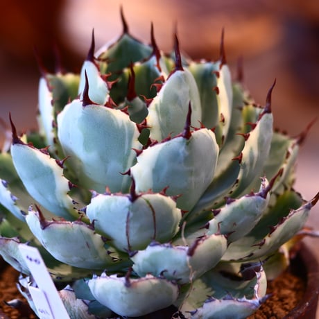 Agave potatorum 'Kisshoukan' × Kazuhiro Arima 　no31040