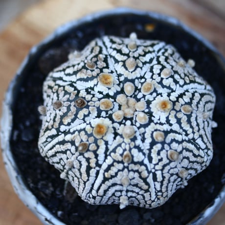 アストロフィツム   スーパー兜／Astrophytum asterias 'Super Kabuto'   no.121239