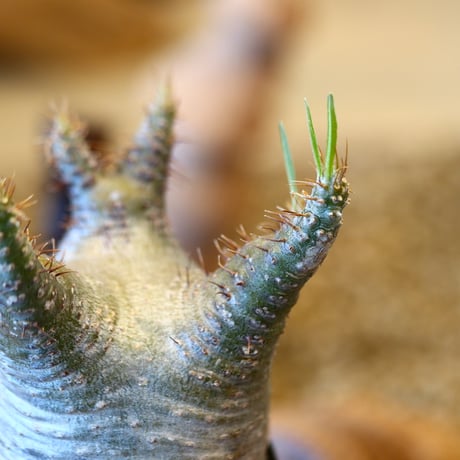 'ハルコイ´セット (N/OH × Pachypodium gracilius)  no.30305