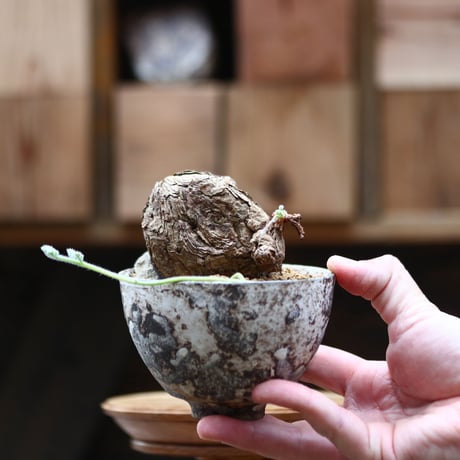 ペラルゴニウム トリステ／Pelargonium triste   no.20565