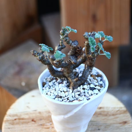 ぺラルゴ二ウム   エキナツム／Pelargonium  lechinatum   no.112838