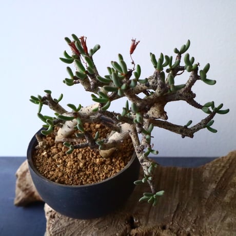チレコドン  ブッコルジアヌス   Tylecodon  buchholzianus  No.001
