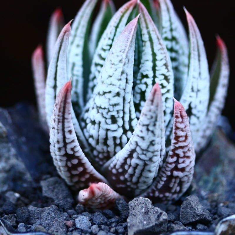 ハオルチア 皇帝／Haworthia 〝Koutei″ no.13078 | 芽の巣山