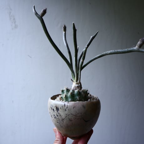 アストロフィツム カプト メデューサ  接木   Astrophytum caputmedusae    no.71419