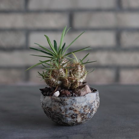 Pachypodium gracilius × takero pot (2.5号)  no.817-15