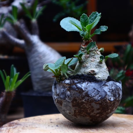 ドルステニア フォエチダ／Dorstenia foetida     no.51639