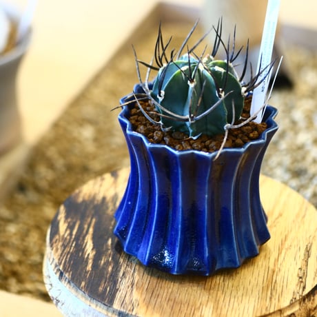 Astrophytum capricorne var. crassispinum × soso    no.111225