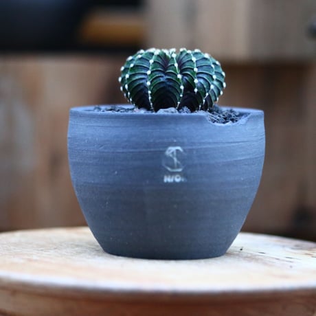 ギムノカリキウム   フィードリッフィーLB2178／Gymnocalycium friedrichii    no.120546