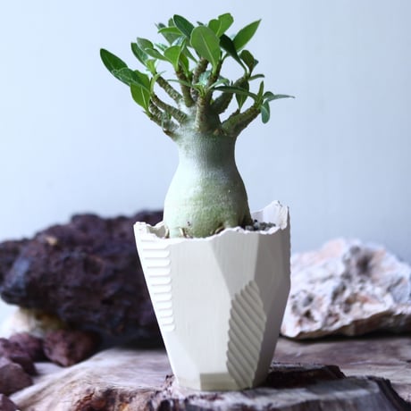 アデニウム アラビアカム （小型アラビカム） Adenium.arabicum  no.017