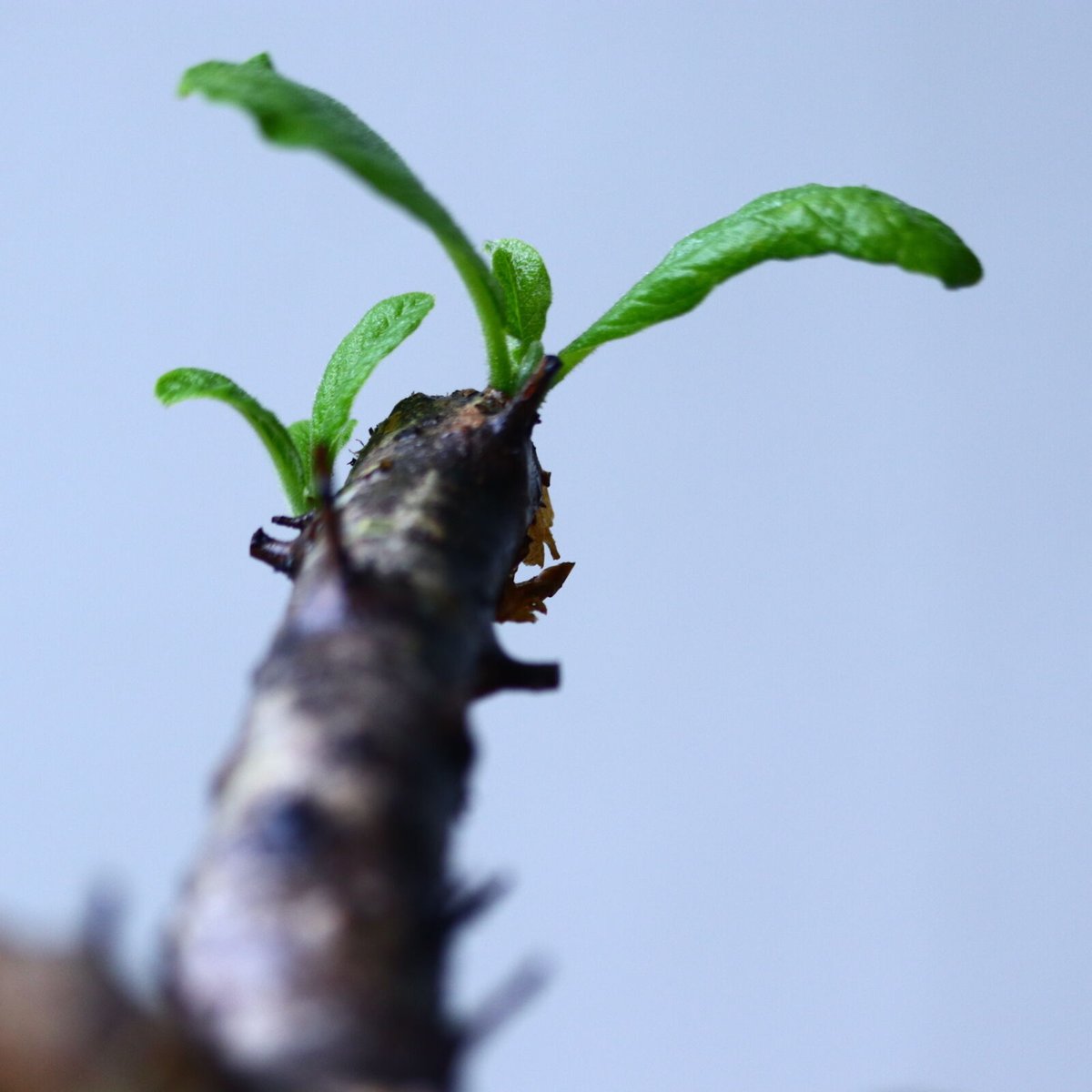 【現品】セサモタムナス・ブッセヌス　７号 fit=scale-down,w=1200