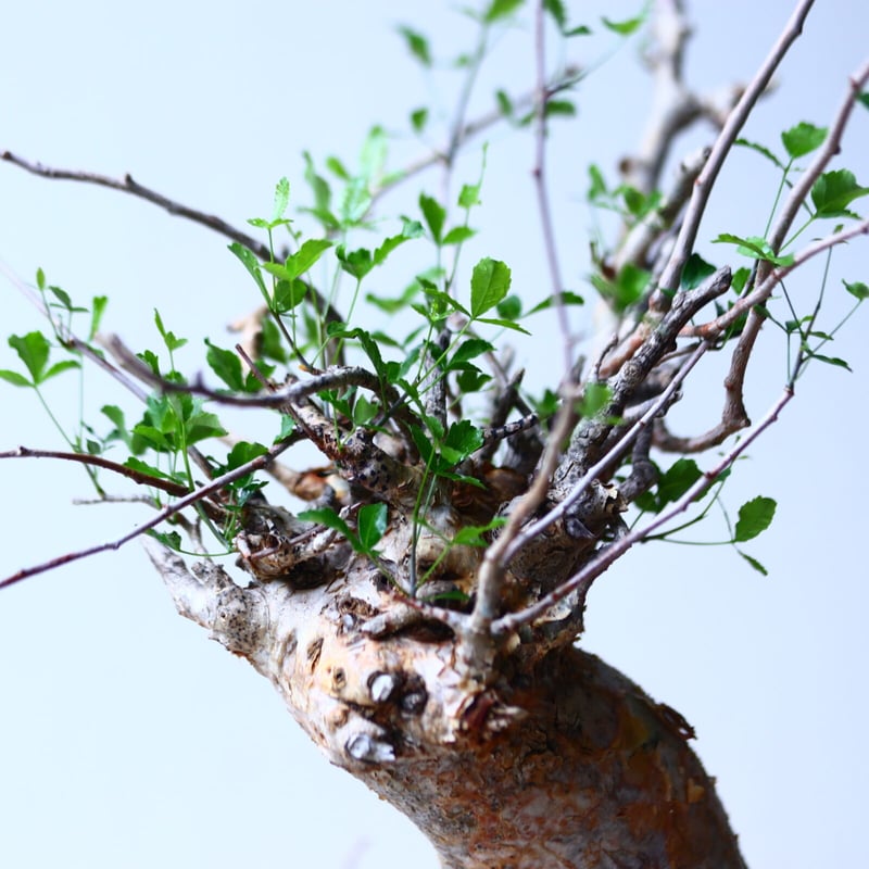 コミフォラ フンベルティ commiphora humbertii no.92718 |