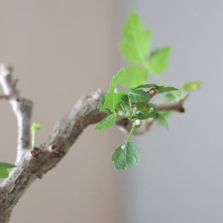 Bursera fagaroides × Haruki Kanai   no.51237