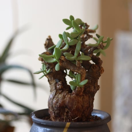 Ceraria pygmaea × N/OH   no.82536