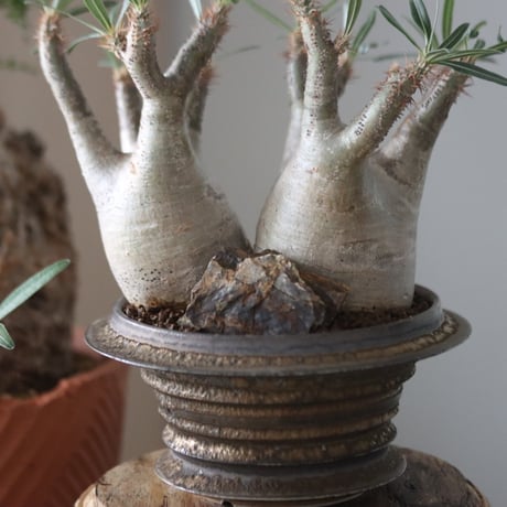 Pachypodium gracilius × たけろうポット    no.51227