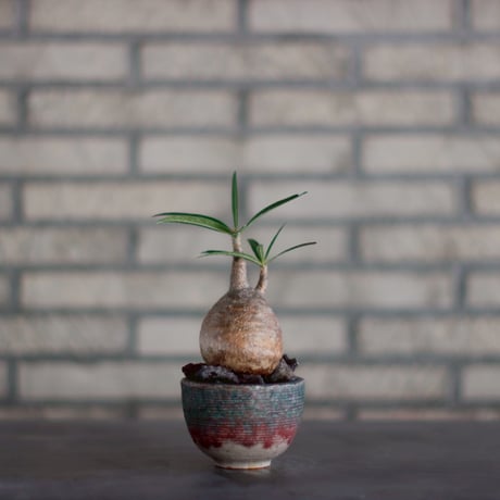 Pachypodium gracilius × 山山 特別共作鉢  (3号)  no.928/17