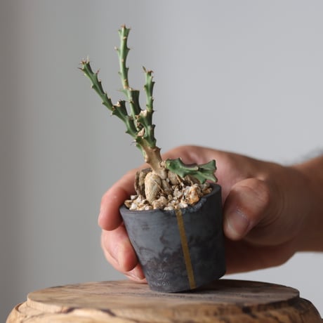 Euphorbia knuthii × N/OH  no.912-2