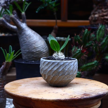 パキポディウム  エブレネウム  実生／Pachypodium eburneum      no.51644