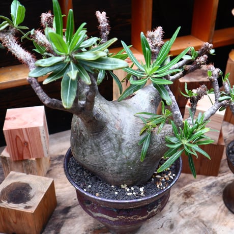 パキポディウム  グラキリス／Pachypodium  gracilius       no.71036