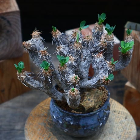 ユーフォルビア   ギラウミニアナ／Euphorbia guillauminiana  no.80761
