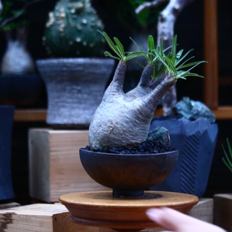 パキポディウム  グラキリス／Pachypodium  gracilius     no.100320